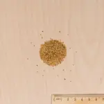 Fleurs - Physalis Edulis Coqueret du Pérou - MEDIA_3D